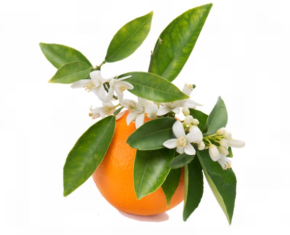 Orange blossom flower water for soothing, toning, revitalizing